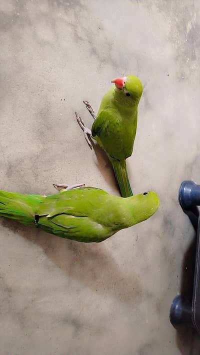Parrots pair Emergency sale 03175518608