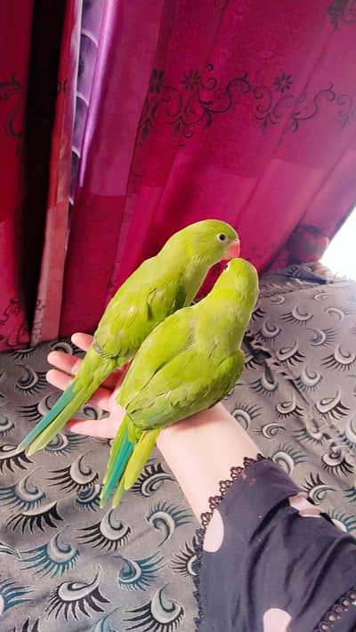 Parrots pair Emergency sale 03175518608