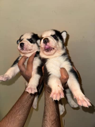 Siberian husky puppies blue eyes