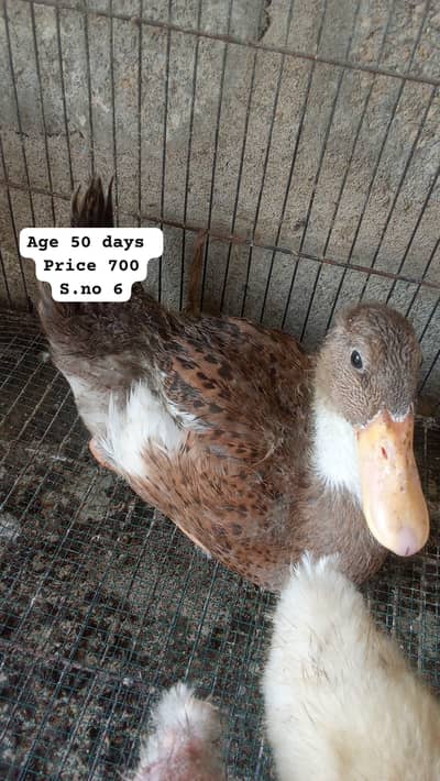 duck 4 month age