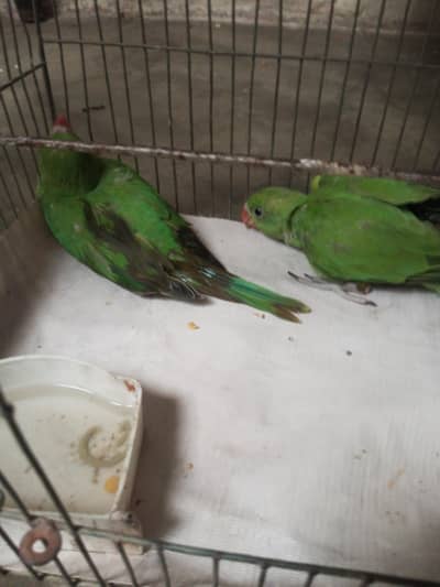green parrots