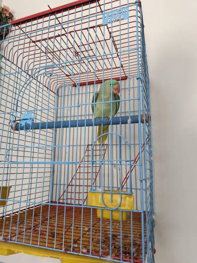 raw female available with pinjraa