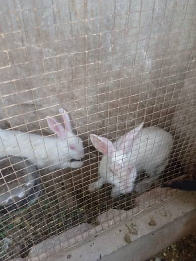 rabbit pair for sale in Lahore urgent sale