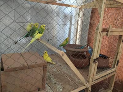 Bajri parrots