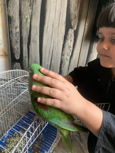  Beautiful Raw Parrot for Sale – Healthy & Active 