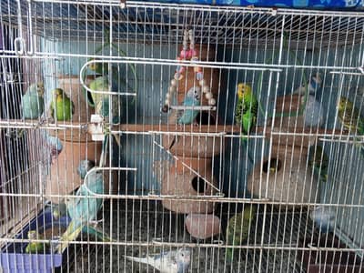 budgies