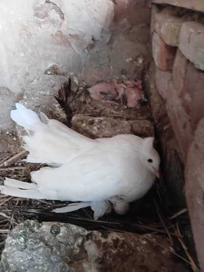American lucky Breeder pair healthy and active