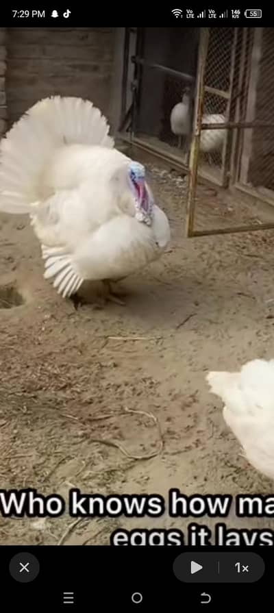 breeder turkey male