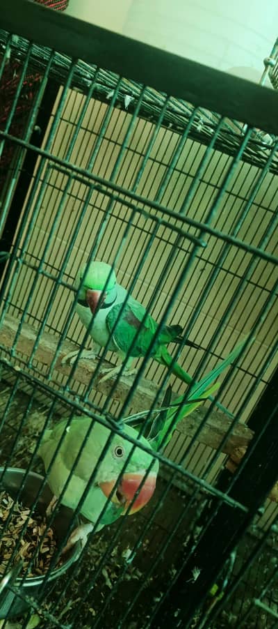 Kashmir Raw parriate tame  full talking ready for breed  OK (50000)