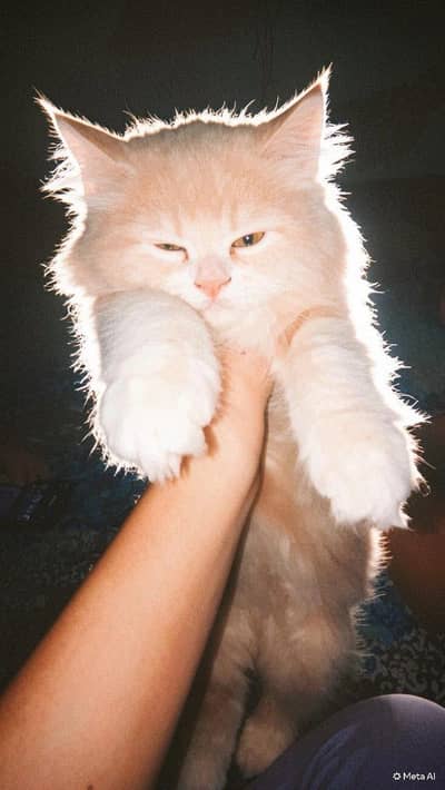 Persian