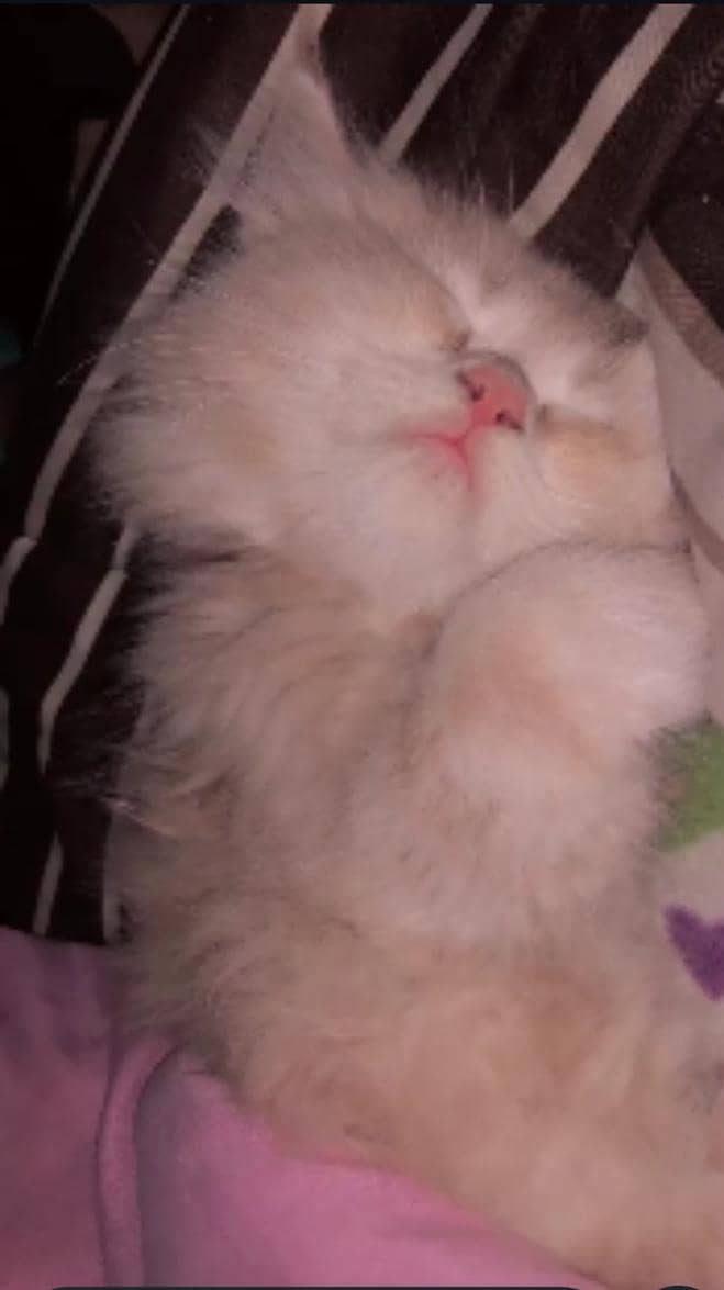 Persian 2