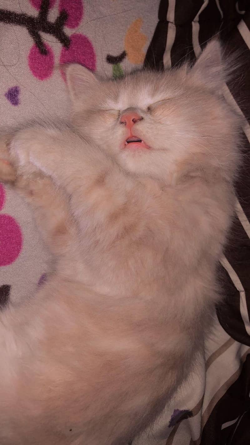 Persian 3
