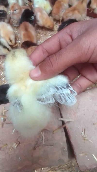 Desi chicks