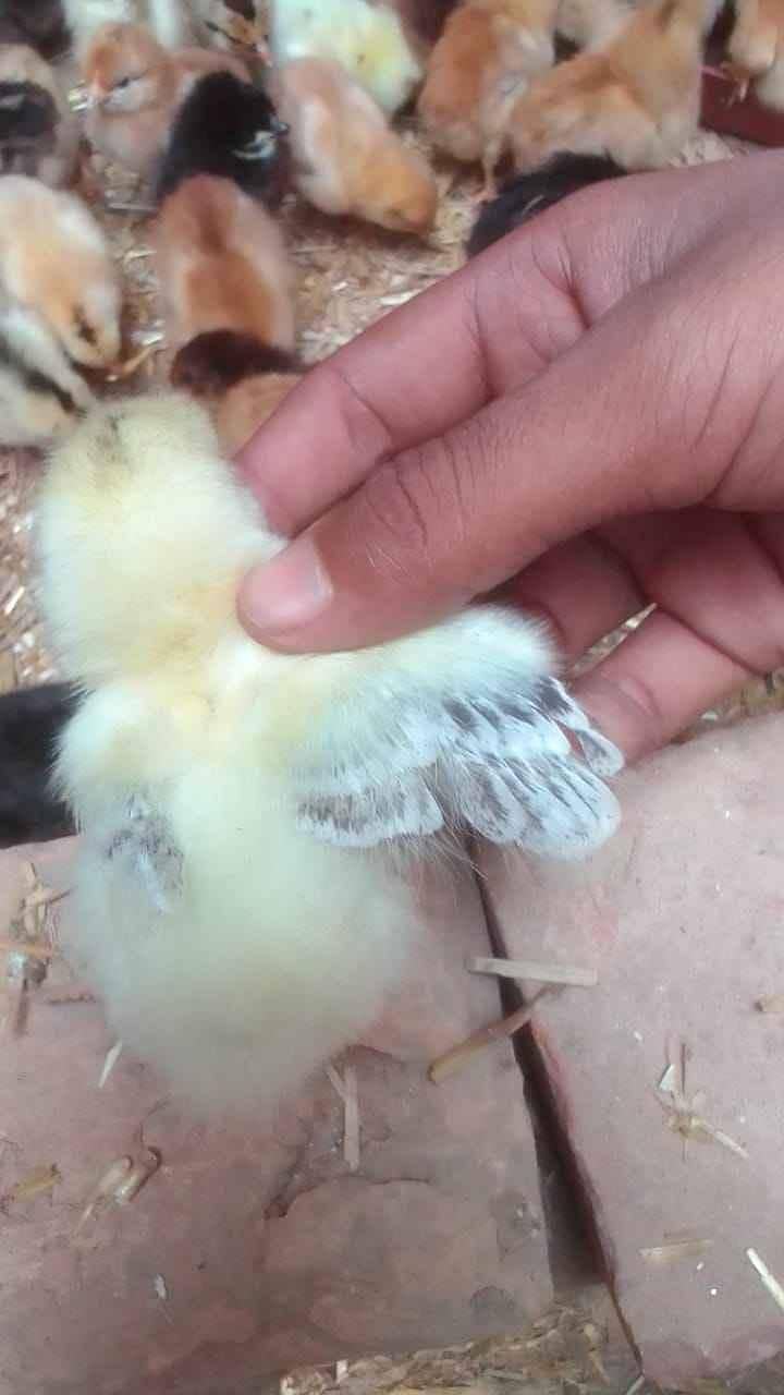 Desi chicks 0