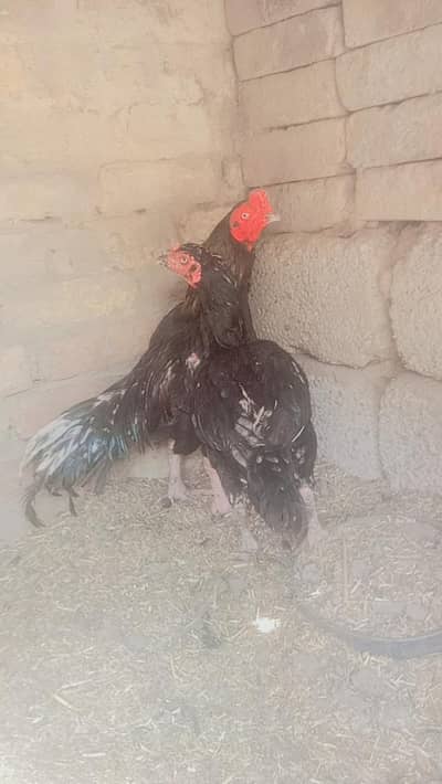lasani male female