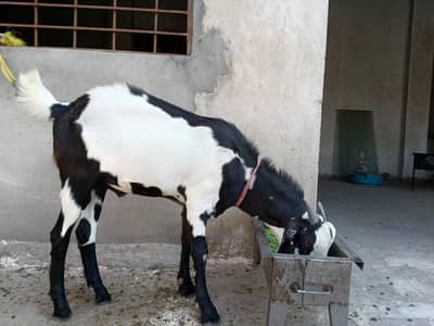 Desi doghli Goats for sale