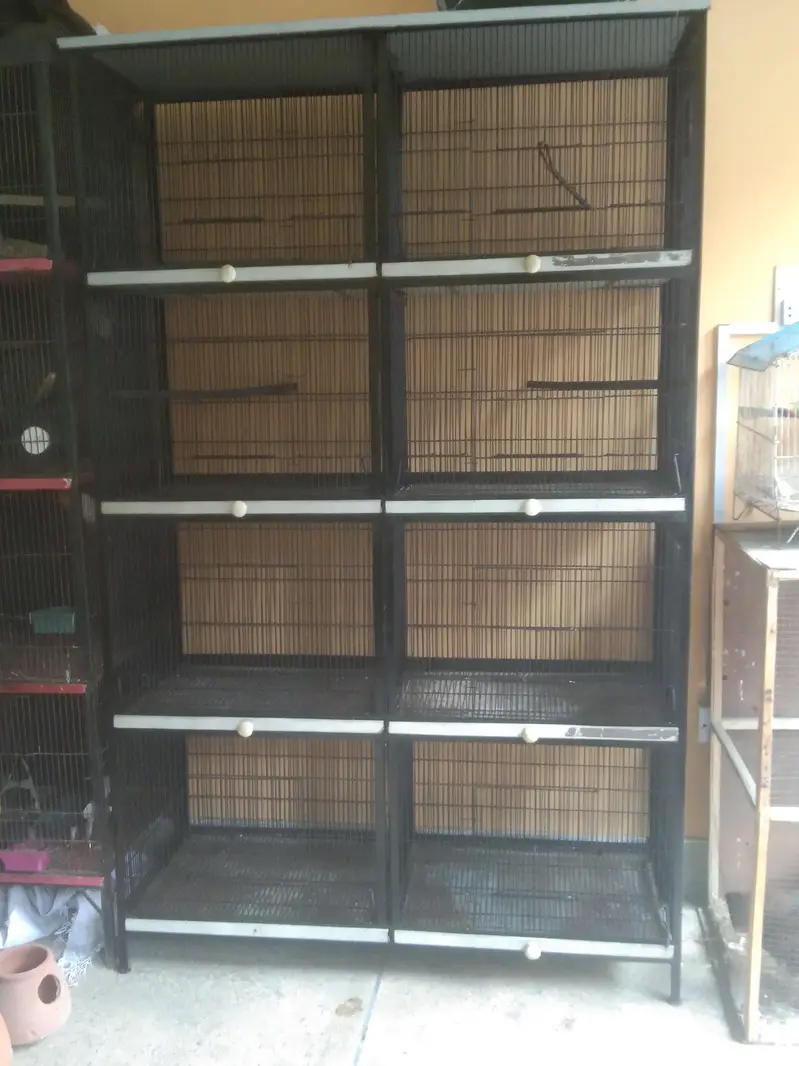 love birds bajre or cage — photo 6