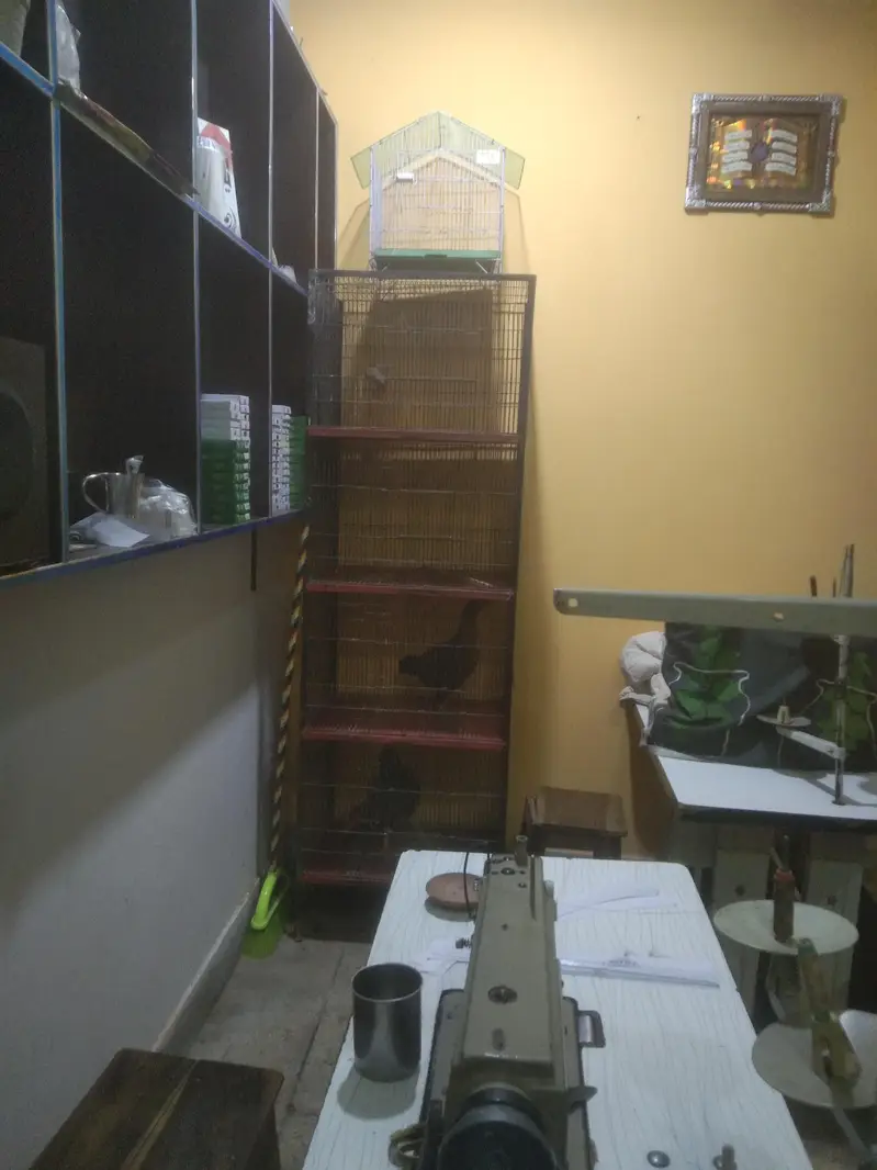 love birds bajre or cage — photo 5