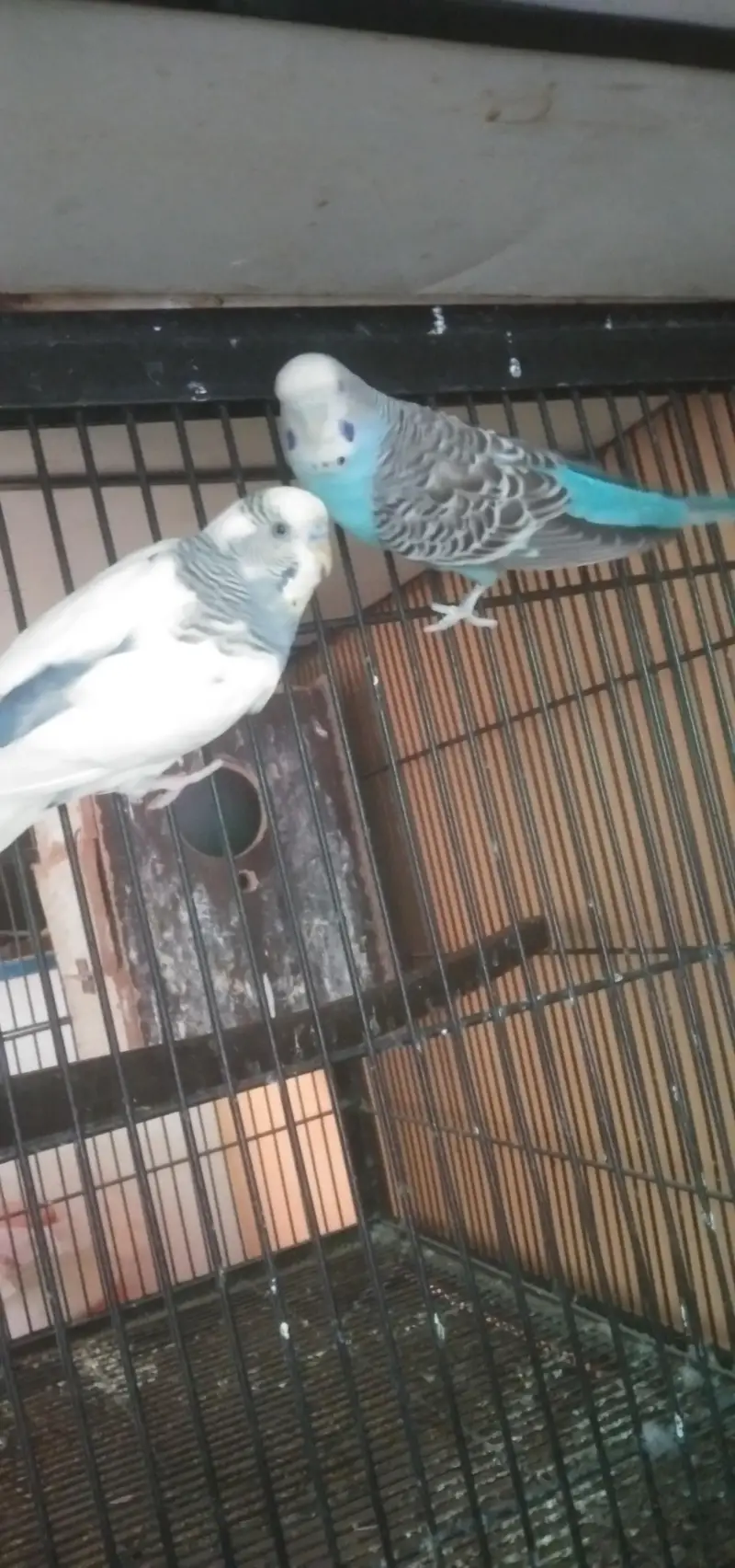love birds bajre or cage — photo 2
