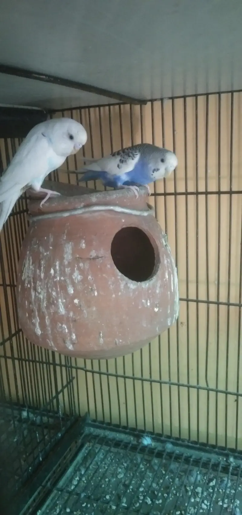 love birds bajre or cage — photo 4