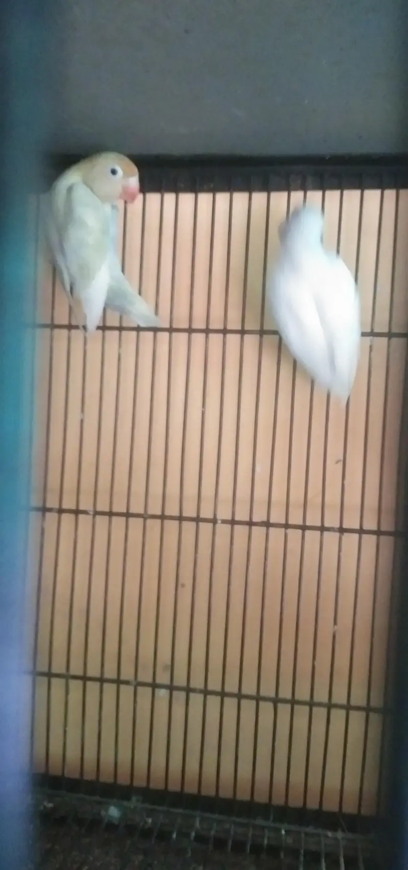 love birds bajre or cage — photo 3