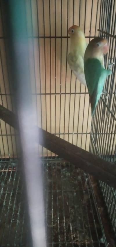 love birds bajre or cage