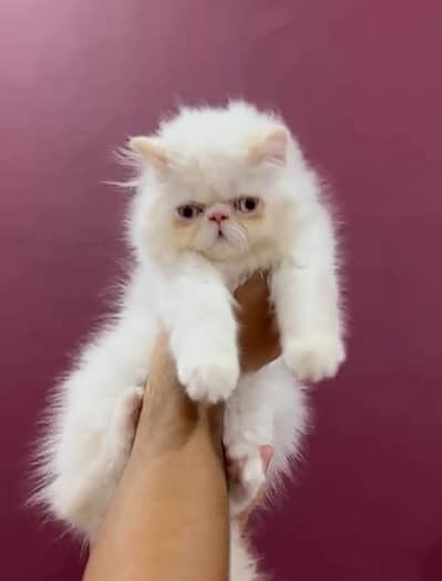 CFA BLOOD LINE PEKI KITTENS