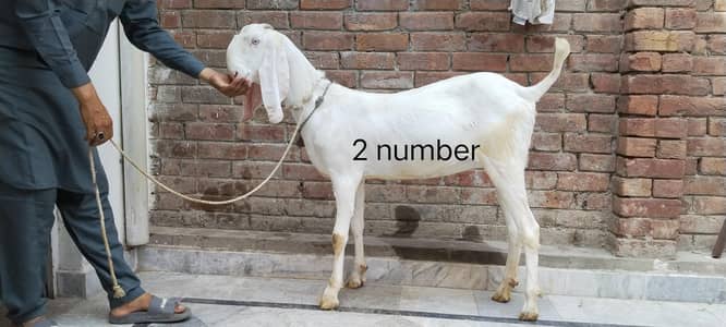 pure rajanpuri beetel amritsari nagri female