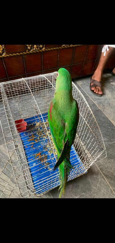 Parrot green color