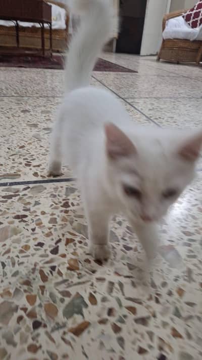 White kitten