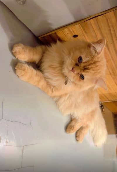Persian cat