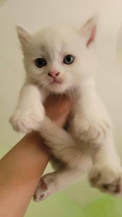 Fluffy Persian Mix Kittens Pair – Healthy