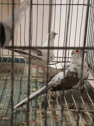 paid dove