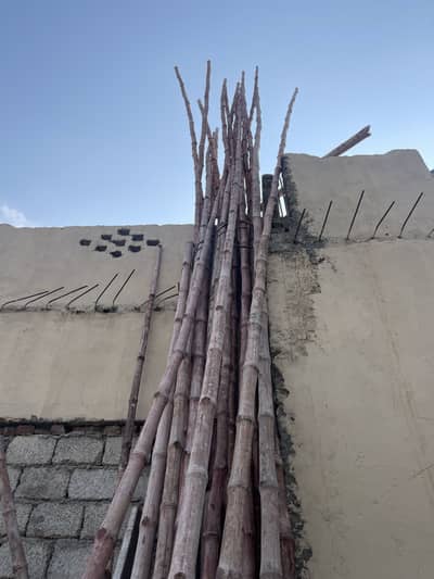 Bamboo