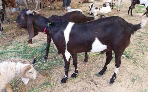 Bakray, Dumba for sale