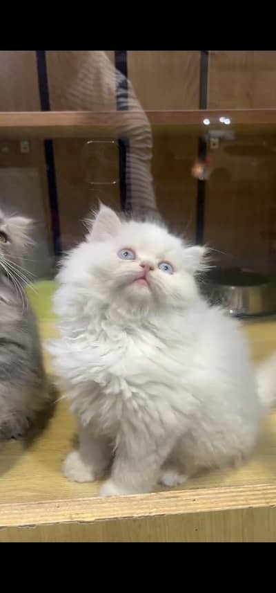 Quality Persian Punch face cat & kitten is03194866952Whatsapp