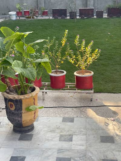 14 Marla Ground Portion For Rent In Pwd