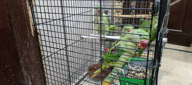 parrot alexander