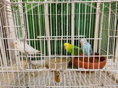 Budgie parrot 