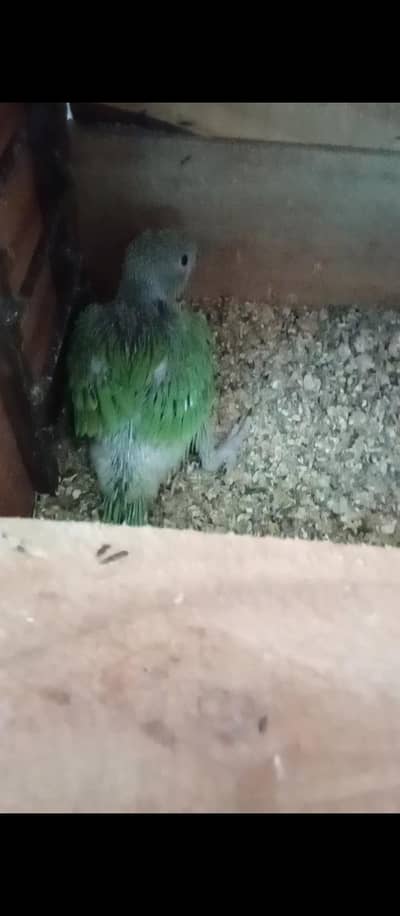 jumbo size ringneck chick