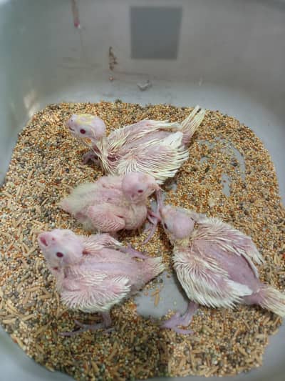 Lutuni red eye Cockatiel chicks for handfeed