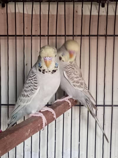 Exhibition budgiee pairs