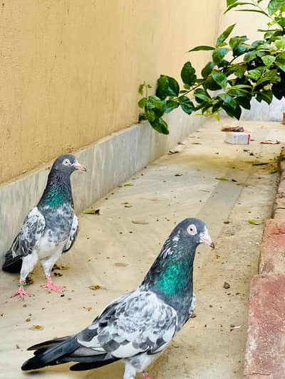 Urgent Sale – Beautiful Taddy  Pigeon Pair Male & Female