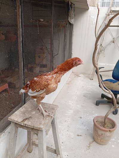 two aseel hens for sale