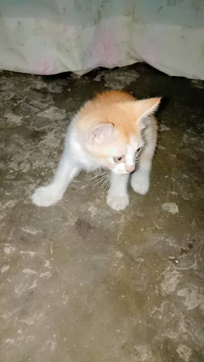 brown and white cat