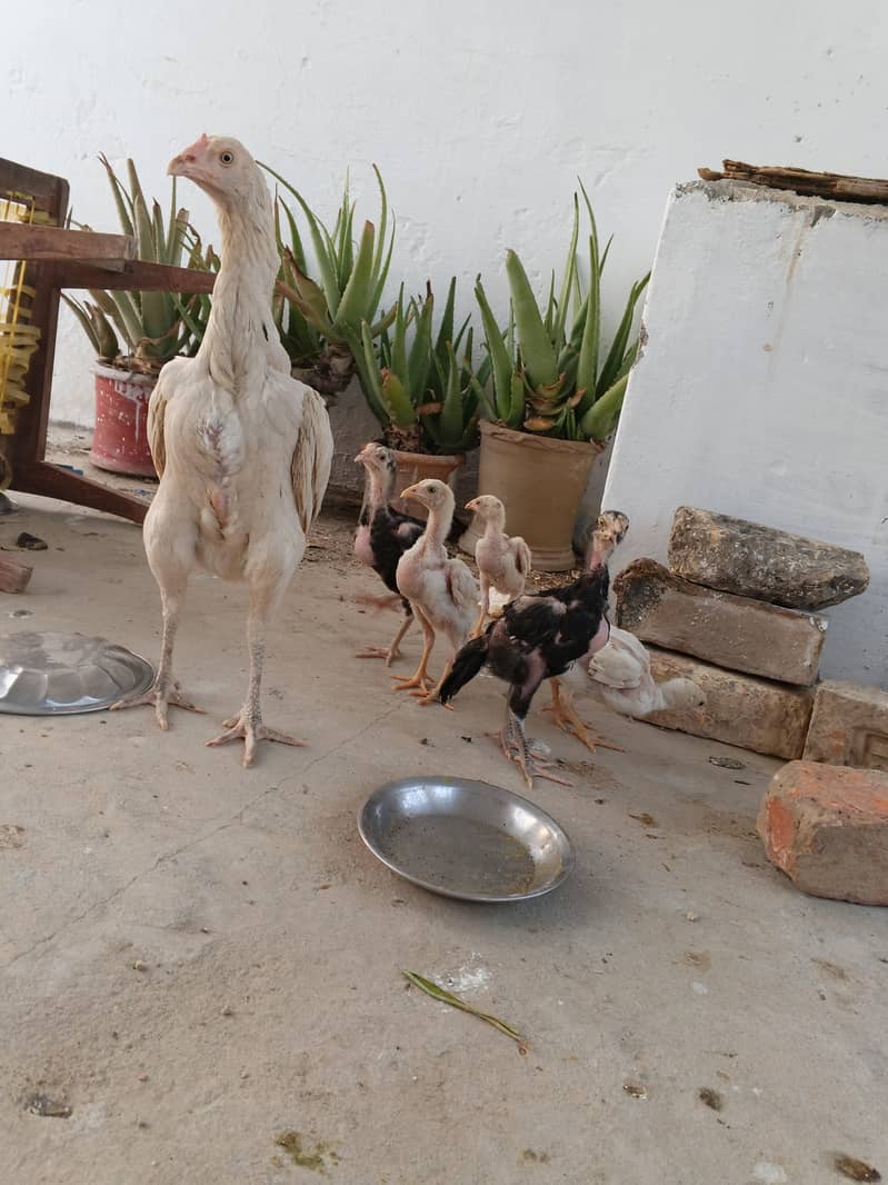 Aseel chicks 0