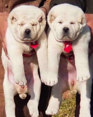 Alabai Pair / security Dog / Afghan Kochi / King kurdish kangal pair