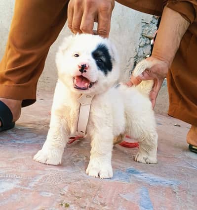 Alabai Pair / security Dog / Afghan Kochi / King kurdish kangal pair