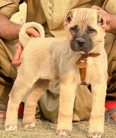 Alabai Pair / security Dog / Afghan Kochi / King kurdish kangal pair