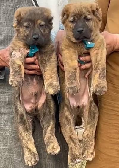 Alabai Pair / security Dog / Afghan Kochi / King kurdish kangal pair
